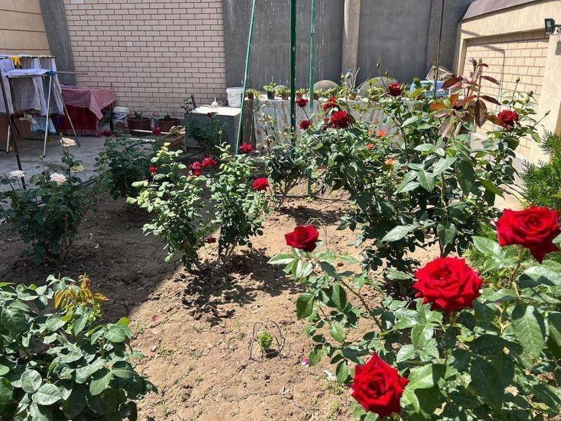 Shodlik Guest House Khiva Kültér fotó